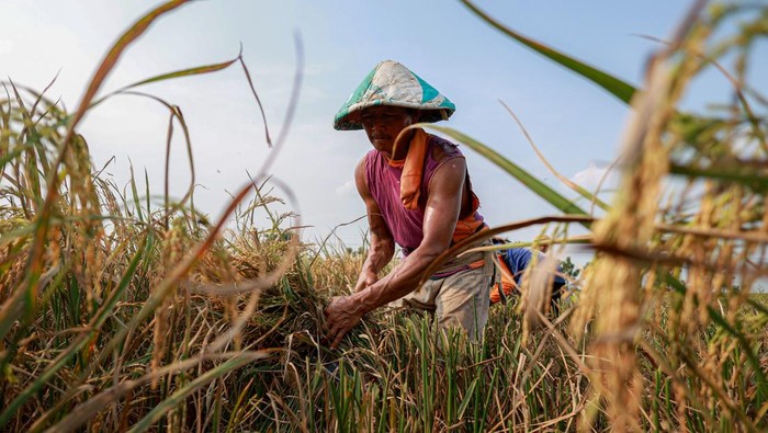 Foto udara petani memanen padi menggunakan mesin pertanian di Patianrowo, Nganjuk, Jawa Timur, Selasa (5/5/2026). Badan Pusat Statistik (BPS) mencatat, luas panen padi nasional pada Maret 2026 sebesar 1,61 juta hektare dengan produksi beras untuk konsumsi diperkirakan mencapai 5,04 juta ton, atau menurun 0,05 juta hektare atau 3,16 persen dibandingkan Maret 2025 seluas 1,67 juta hektare. ANTARA FOTO/Muhammad Mada/YU