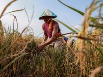 BPS: Usia Petani Menua, Tak Ingin Anaknya Kerja di Sektor Pertanian
