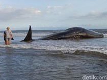 Paus Raksasa Terdampar di Pantai Nusasari Jembrana, Jadi Tontonan Warga