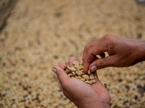 Kopi Jawa Pernah Jadi yang Termahal di Dunia, Ini Kisahnya