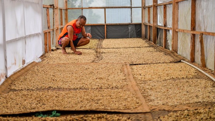 Petani memanen buah kopi arabika di Desa Mekarmanik, Kecamatan Cimenyan, Kabupaten Bandung, Jawa Barat, Selasa (5/5/2026). Kementerian Pertanian memproyeksikan produksi kopi nasional pada 2026 menjadi 834.822 ton atau meningkat dibandingkan 2025 yang berada di kisaran 800.000 ton karena adanya perbaikan kondisi budidaya dan iklim. ANTARA FOTO/Raisan Al Farisi/hma