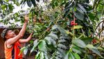 Produksi Kopi Nasional Diproyeksi Meningkat
