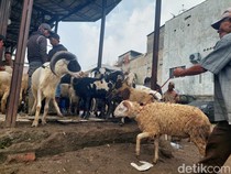 Kenali Penyakit pada Hewan Kurban, Penuhi Syarat Sah Berkurban