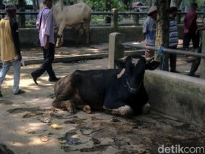 Pedagang Sapi di Sleman Waswas Kurban Tahun Ini Sepi: Biasa Sudah Jual 30