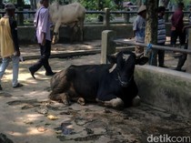 Pedagang Sapi di Sleman Waswas Kurban Tahun Ini Sepi: Biasa Sudah Jual 30