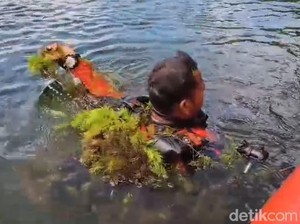 Siswa SD Tenggelam di Rana Mese, SAR Terkendala Lamun dan Dingin