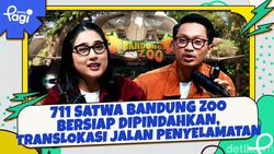 Video: 711 Satwa Bandung Zoo Bersiap Dipindahkan, Translokasi Jalan Penyelamatan