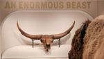 Edukasi Konservasi Lewat Pameran Bison