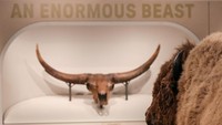 Pameran menampilkan sejarah dan peran bison dalam ekosistem. Foto: REUTERS/Jonathan Ernst