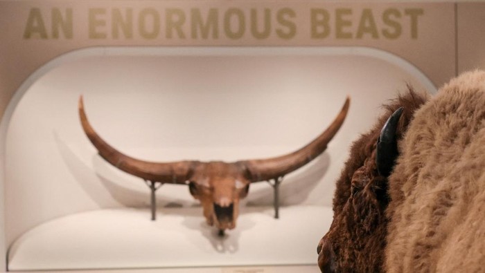 The Smithsonian National Museum of Natural History holds a press preview for its 