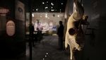 Edukasi Konservasi Lewat Pameran Bison