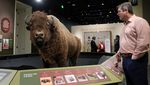 Edukasi Konservasi Lewat Pameran Bison
