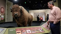 Pameran “Bison: Standing Strong” dibuka terbatas sebelum resmi dibuka untuk umum di Smithsonian National Museum of Natural History. Foto: REUTERS/Jonathan Ernst