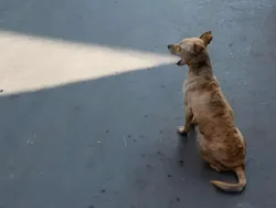 Timing Pas Banget! Foto Jalanan Ini Bikin Ketawa Sekaligus Takjub