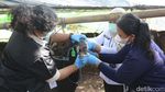 Jelang Idul Adha, Puluhan Sapi di Palmerah Diperiksa