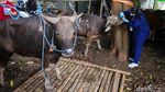 Jelang Idul Adha, Puluhan Sapi di Palmerah Diperiksa