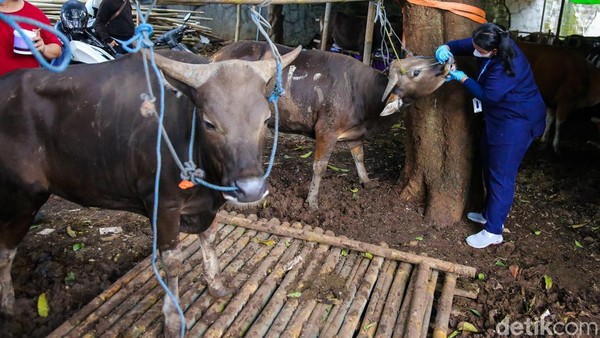 Jelang Idul Adha, Puluhan Sapi di Palmerah Diperiksa
