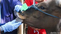 Pemeriksaan fisik dilakukan melalui antemortem, termasuk pengecekan gigi untuk memastikan usia minimal dua tahun.