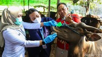 Sebanyak 74 ekor sapi diperiksa untuk memastikan kelayakan menjelang Idul Adha.