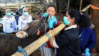 Pemeriksaan mencakup aspek fisik dan dokumen agar hewan dalam kondisi sehat serta sesuai syariat kurban.