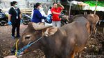 Jelang Idul Adha, Puluhan Sapi di Palmerah Diperiksa