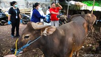 Selain itu, kondisi kuku, mata, dan keaktifan hewan juga diperiksa guna mendeteksi gangguan kesehatan.