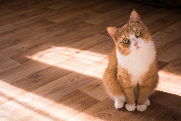 Kucing