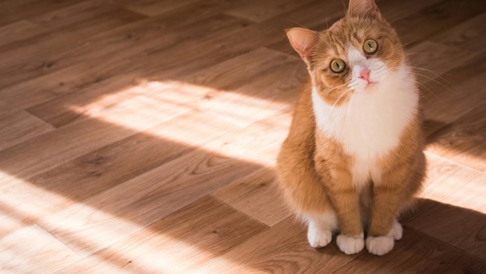 Kucing