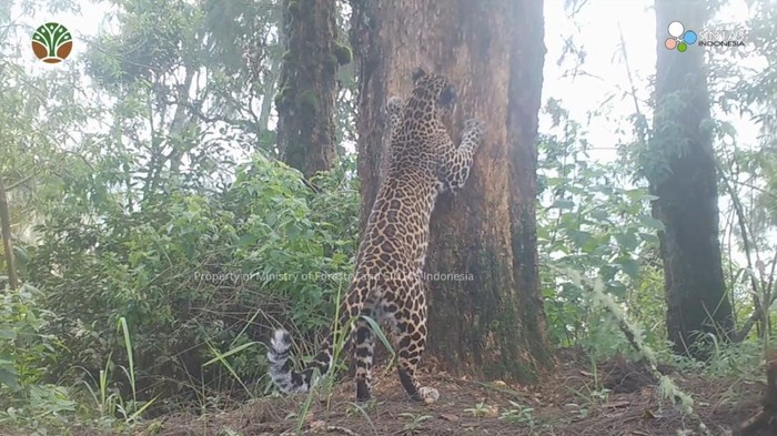 Macan Tutul Terekam Kamera di TNBTS