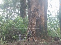 8 Macan Tutul Jawa Terekam Kamera di TN Bromo Tengger Semeru
