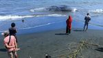 Paus Sperma Mati Terdampar di Pantai Melaya Bali