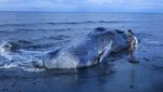 Paus Sperma Mati Terdampar di Pantai Melaya Bali