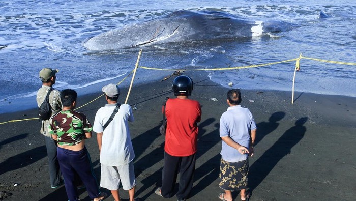 Seekor paus sperma ditemukan mati terdampar di pesisir Bali. Warga setempat berkumpul di lokasi untuk melihat kondisi bangkai paus tersebut. REUTERS/Johannes Christo