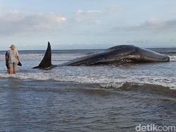 Paus sperma raksasa ditemukan terdampar di pesisir Pantai Desa Nusasari, Kecamatan Melaya, Jembrana, Bali, Selasa (5/5/2026). Mamalia laut itu ditemukan dalam kondisi masih hidup. (Foto: I Putu Adi Budiastrawan/detikBali)