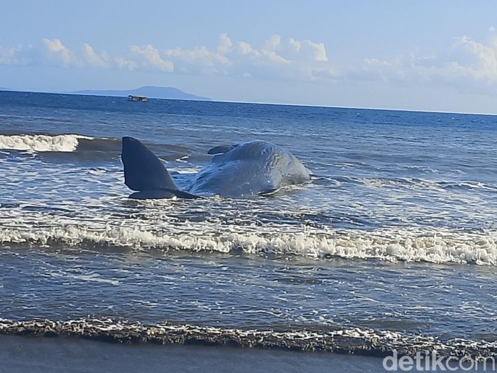 Paus sperma terdampar di Pantai Nusasari, Jembrana, Bali.