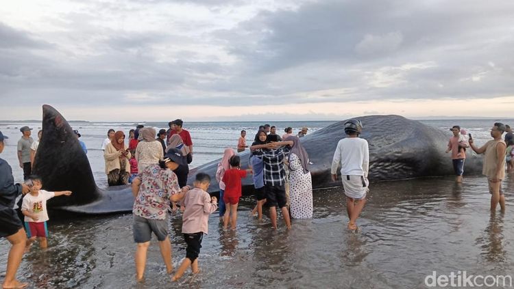 Penampakan Paus Sperma 17 Meter Terdampar di Pantai Nusasari Jembrana