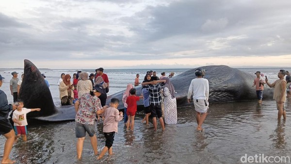 Penampakan Paus Sperma 17 Meter Terdampar di Pantai Nusasari Jembrana
