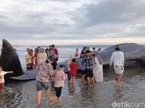 Penampakan Paus Sperma 17 Meter Terdampar di Pantai Nusasari Jembrana