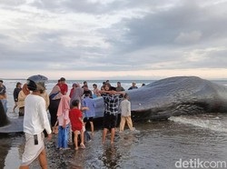 Penemuan ini membuat warga heboh. Sejak Selasa hingga Rabu (6/5), warga masih memadati lokasi penemuan untuk melihat bangkai paus itu. (Foto: I Putu Adi Budiastrawan/detikBali)