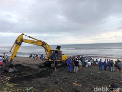 Satu alat berat juga dikerahkan untuk menggali kuburan bangkai paus itu. (Foto: I Putu Adi Budiastrawan/detikBali)