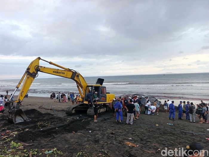 Paus sperma terdampar di Pantai Nusasari, Jembrana, Bali.