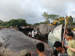 Petugas turun ke lapangan untuk melakukan nekropsi bangkai paus itu, sembari menganilis penyebab kematiannya. (Foto: I Putu Adi Budiastrawan/detikBali)