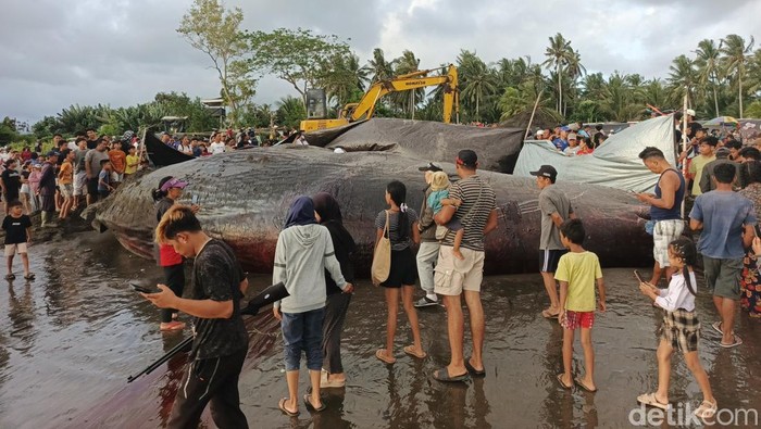 Paus sperma terdampar di Pantai Nusasari, Jembrana, Bali.