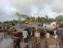 Paus Sperma Raksasa Terdampar di Pantai Jembrana, Berakhir Mati Kehabisan Udara