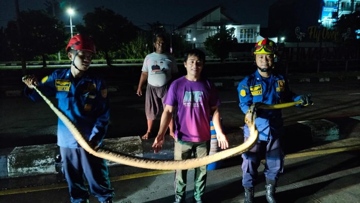 Personel Damkar Kota Semarang saat berhasil mengevakuasi seekor ular piton sepanjang 3 meter di depan Kampung Laut di Kelurahan Tawangsari, Kecamatan Semarang Barat, Kota Semarang, Rabu (6/5/2026).