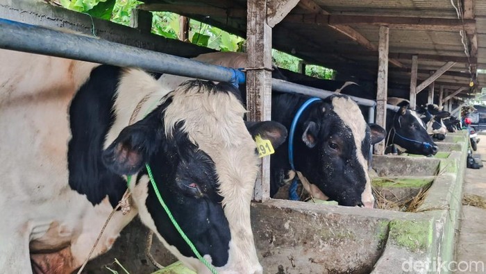 Peternakan sapi di Bandung Barat