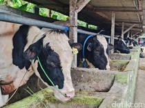 Saatnya Peternak Sapi di Bandung Barat Meraup Cuan Jelang Iduladha