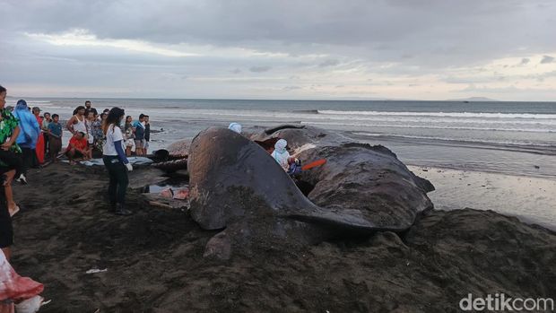 Proses nekrospi paus sperma yang terdampar di pesisir Pantai Desa Nusasari, Kecamatan Melaya, Jembrana, Bali, Rabu (6/5/2026). Proses nekrospi paus sperma yang terdampar di pesisir Pantai Desa Nusasari, Kecamatan Melaya, Jembrana, Bali, Rabu (6/5/2026).