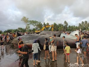 Gigi Paus Sperma Terdampar di Jembrana Mau Dicuri Orang