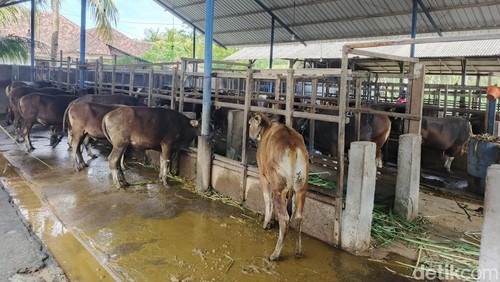 Salah satu peternakan sapi di Kecamatan Melaya, Kabupaten Jembrana, Bali, Rabu (6/5/2026).